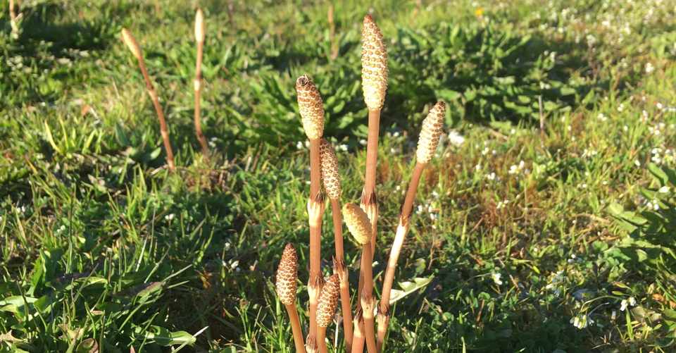 春 つくし Pp 5 1 3 Note