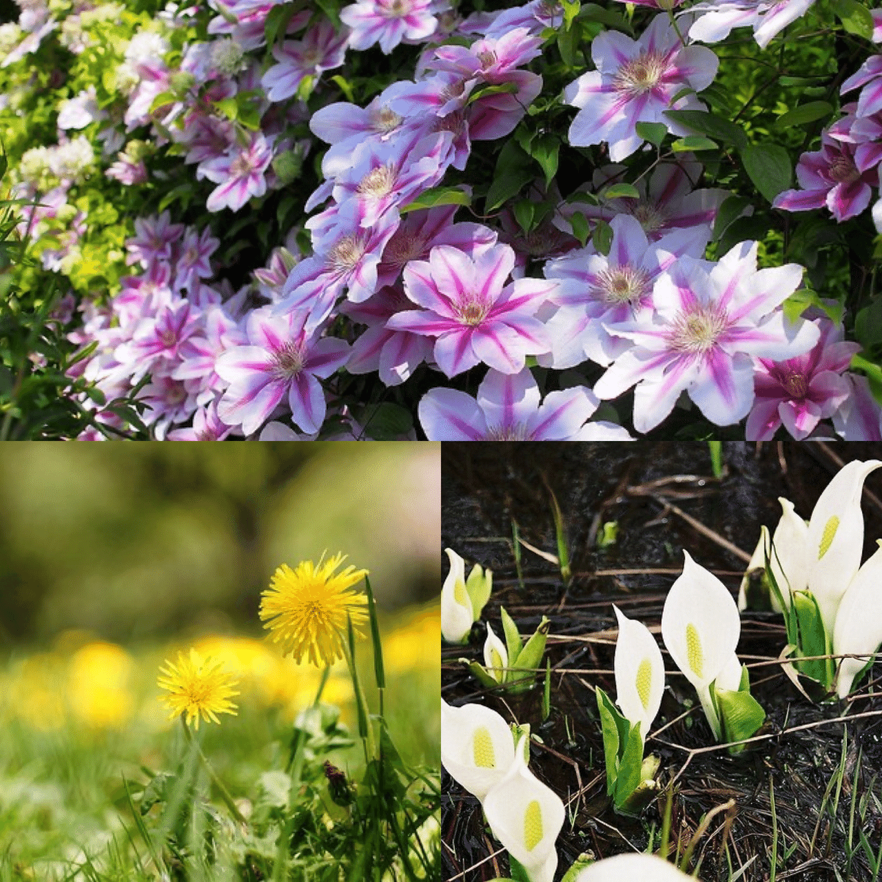 5月3日お誕生日の方おめでとうございます 今日の誕生花の花言葉は クレマチス 精神の美 旅人の喜び 策略 タンポポ 愛の神託 神託 真心の愛 別離 ミズバショウ 美しい思い出 今日も素敵な Monstera18 Note