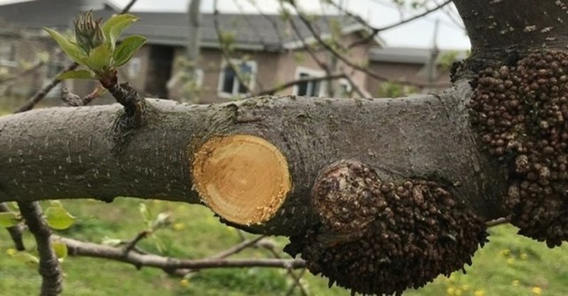 りんごの剪定後 切り口へ薬をぬりぬり Atsuko Nagai りんごをもっとたのしもう Note
