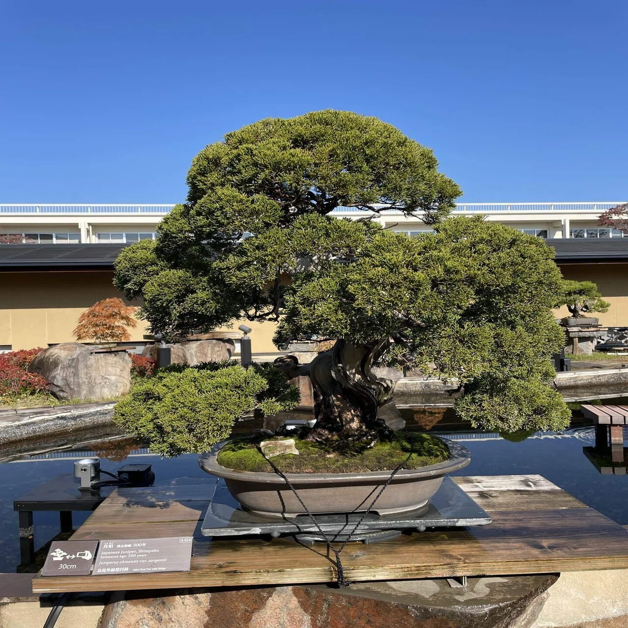 美術館巡り | 大宮盆栽美術館で盆栽の魅力に触れてきた｜依里