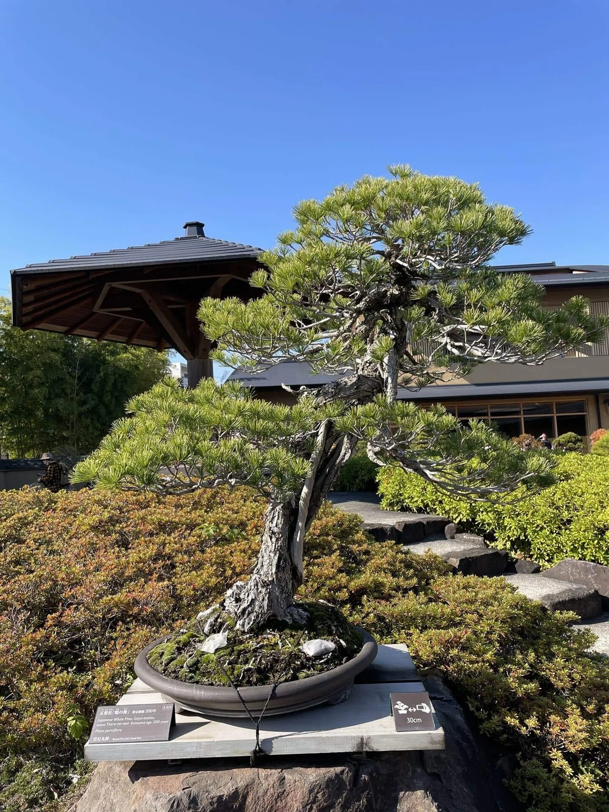 美術館巡り | 大宮盆栽美術館で盆栽の魅力に触れてきた｜依里