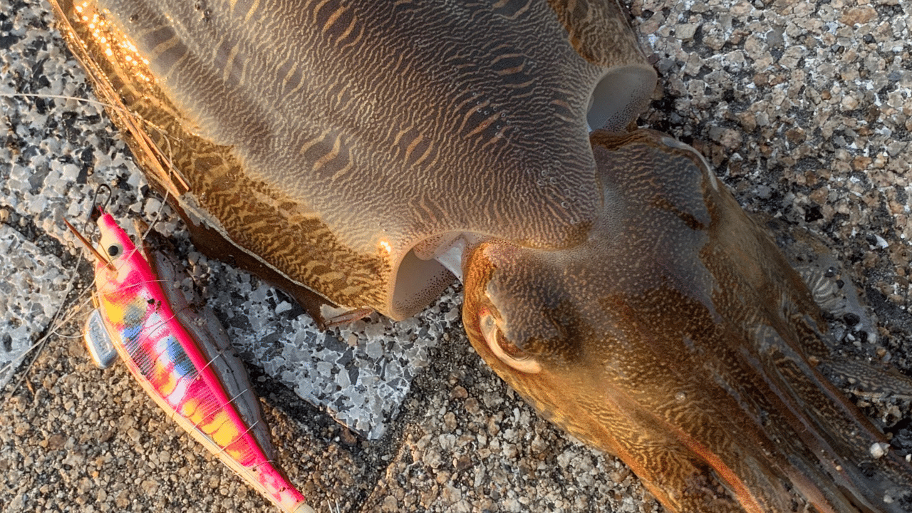 コウイカ爆釣 釣れる胴付き仕掛けのポイントとは Lurelostman Note