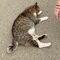 名前考え中