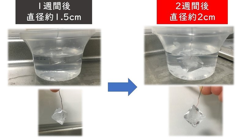 きれいに育てよう ミョウバンの結晶 Mm Teacher Note