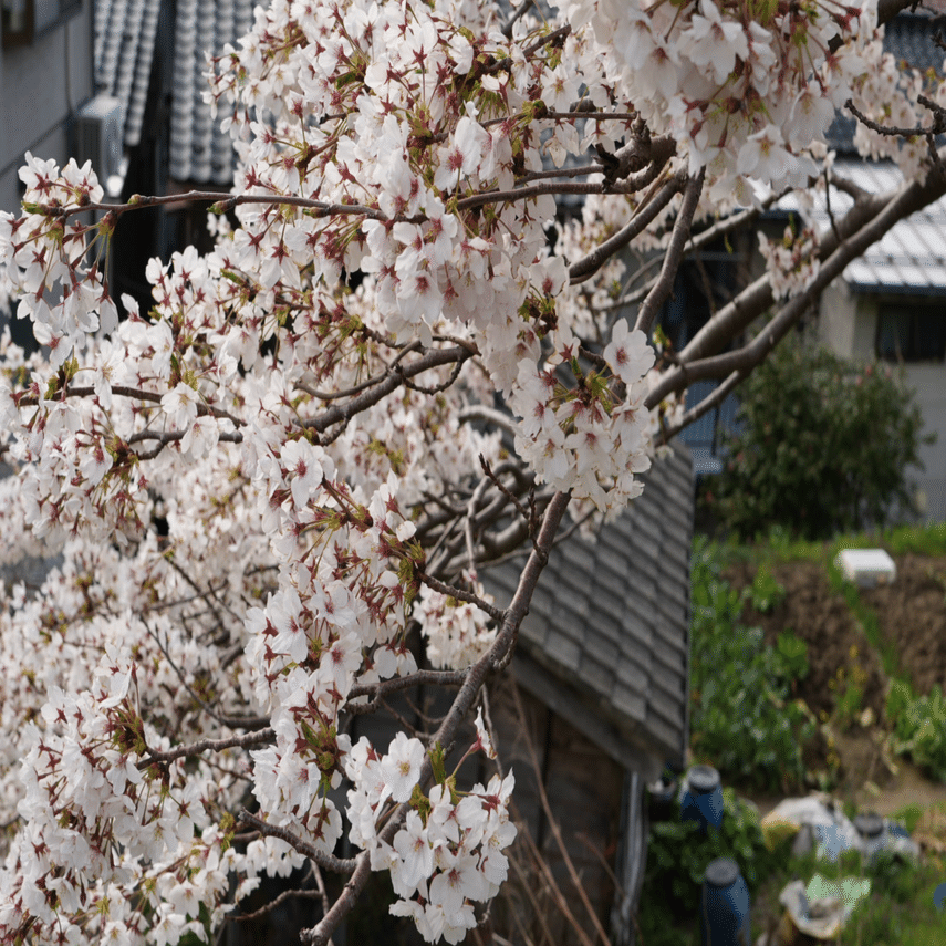 ☑翡翠拾いをしに糸魚川へ｜とうどう
