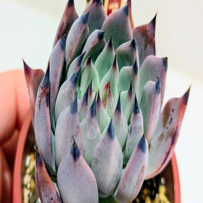 多肉植物】おらいさん苗|紫紺の矢（しこんのや）|ミックスベリア｜そよ