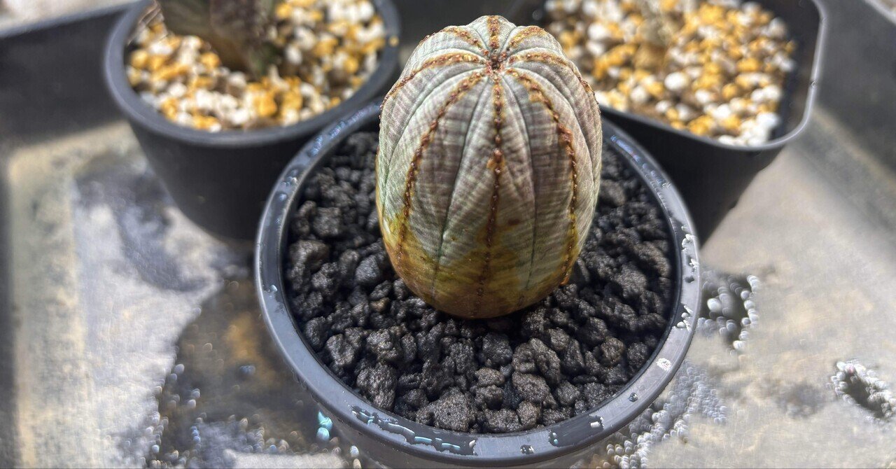 オベサの「木質化」とは？｜植物副業