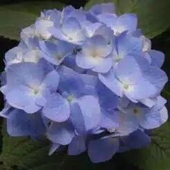 ばば様
