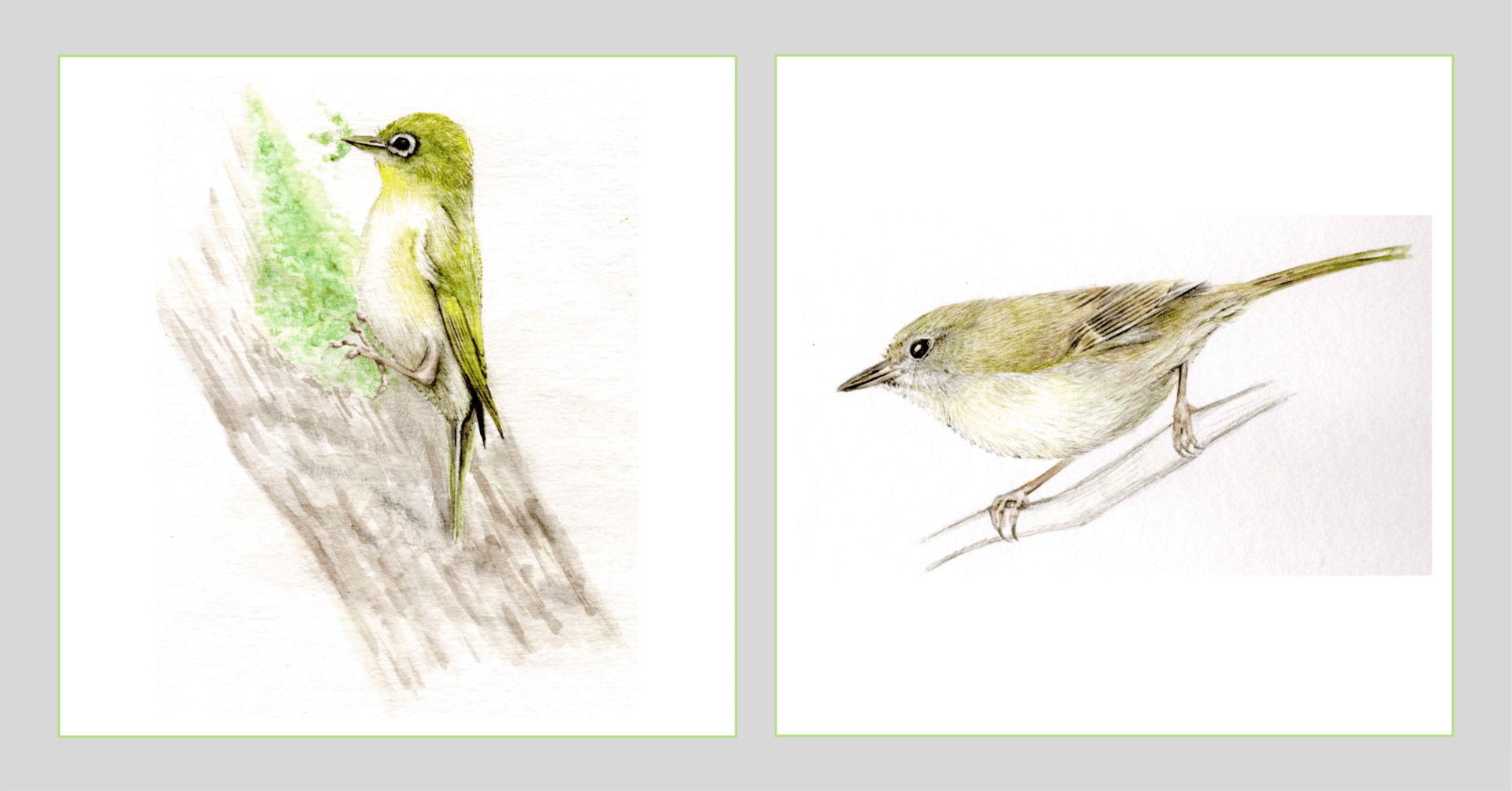 メジロとウグイス｜里庭物語｜kaori jinbo