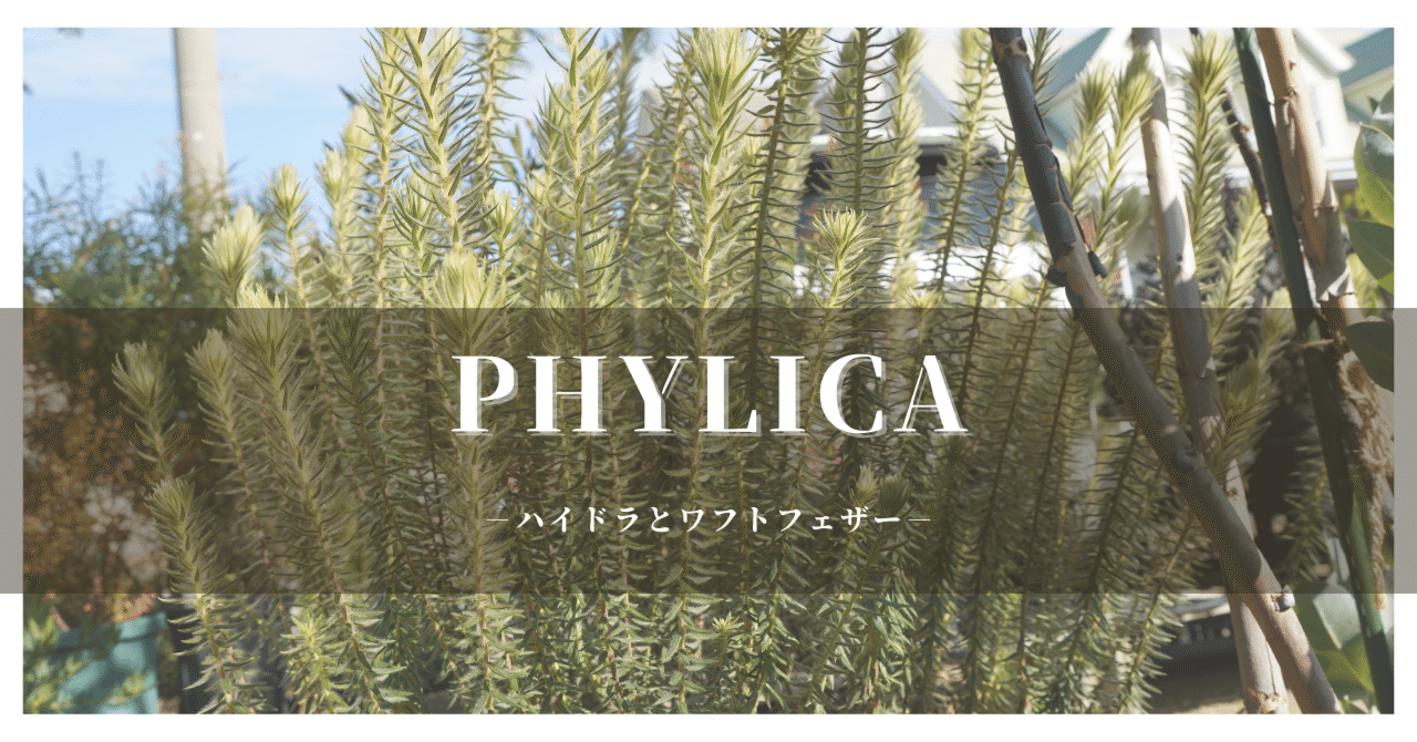フィリカ・プベッセンス ”ハイドラ”と”ワフトフェザー”の違いとは？｜G⁺