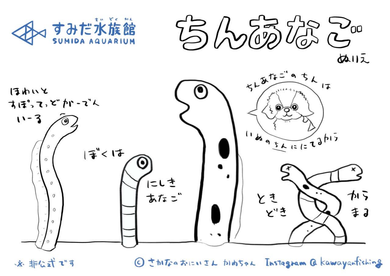 すみだ水族館 チンアナゴぬりえ かわちゃん さかなのおにいさん Note