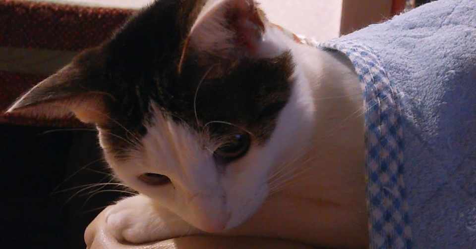 仕事辞めたい 新卒で就職し 1ヶ月で退職した話 辛い時は逃げよう しろうさぎ Note