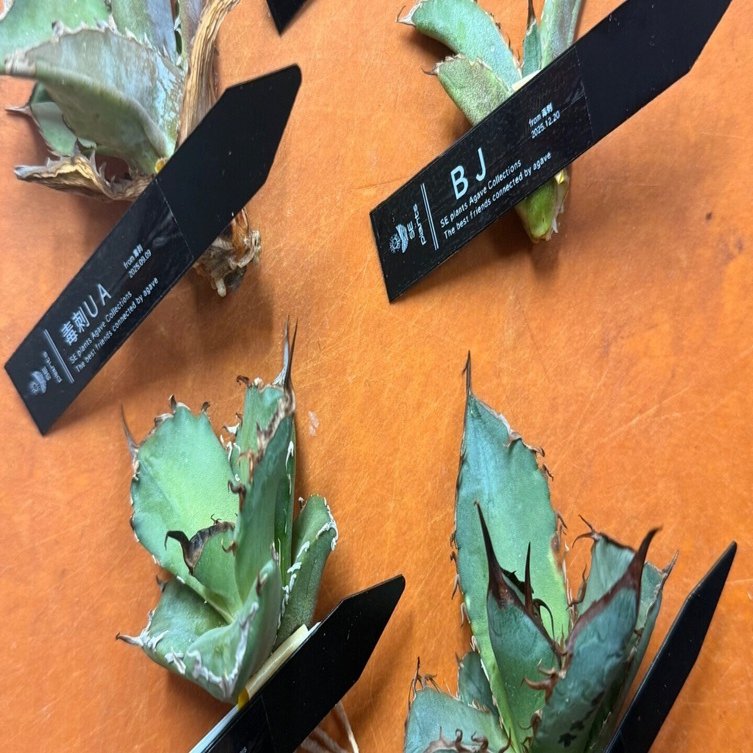 さっつん。ページ 2026年1月18日メモ⑥【38-43】｜sak151