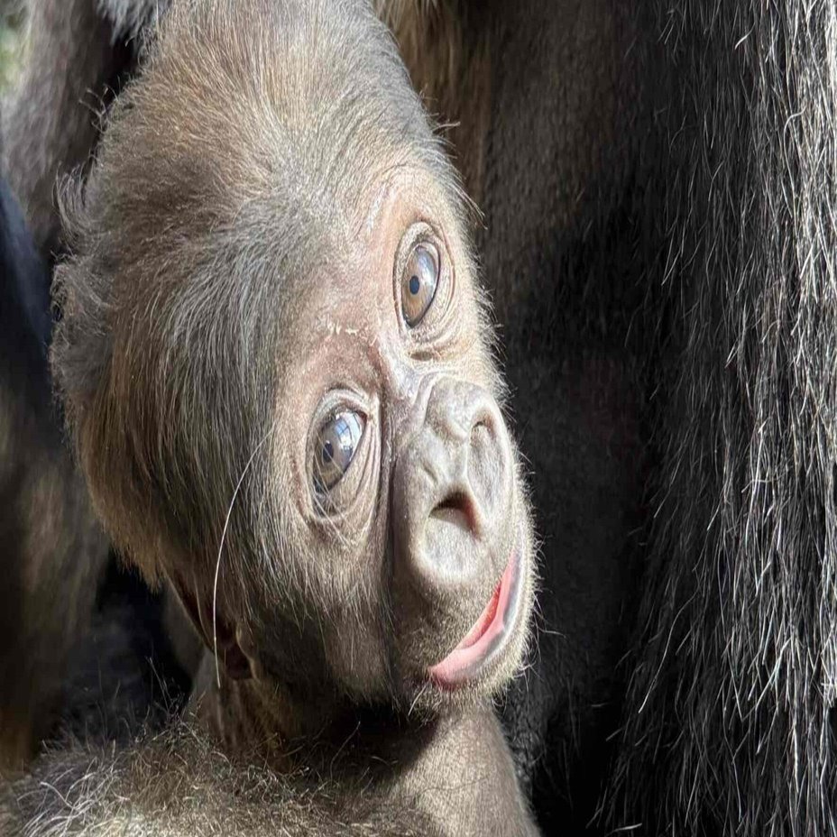 京都市動物園でニシゴリラの赤ちゃんが誕生！ カワイイで終わらない