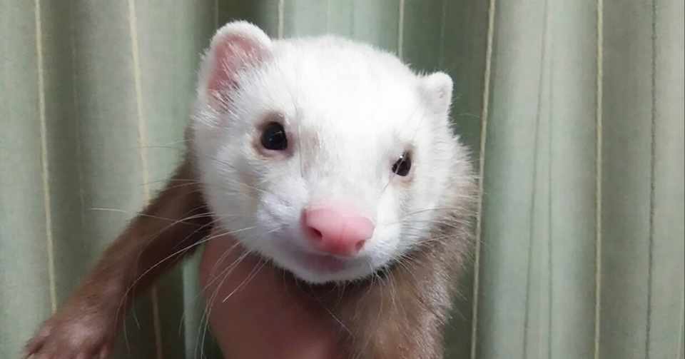 フェレット愛を語る むささび Note