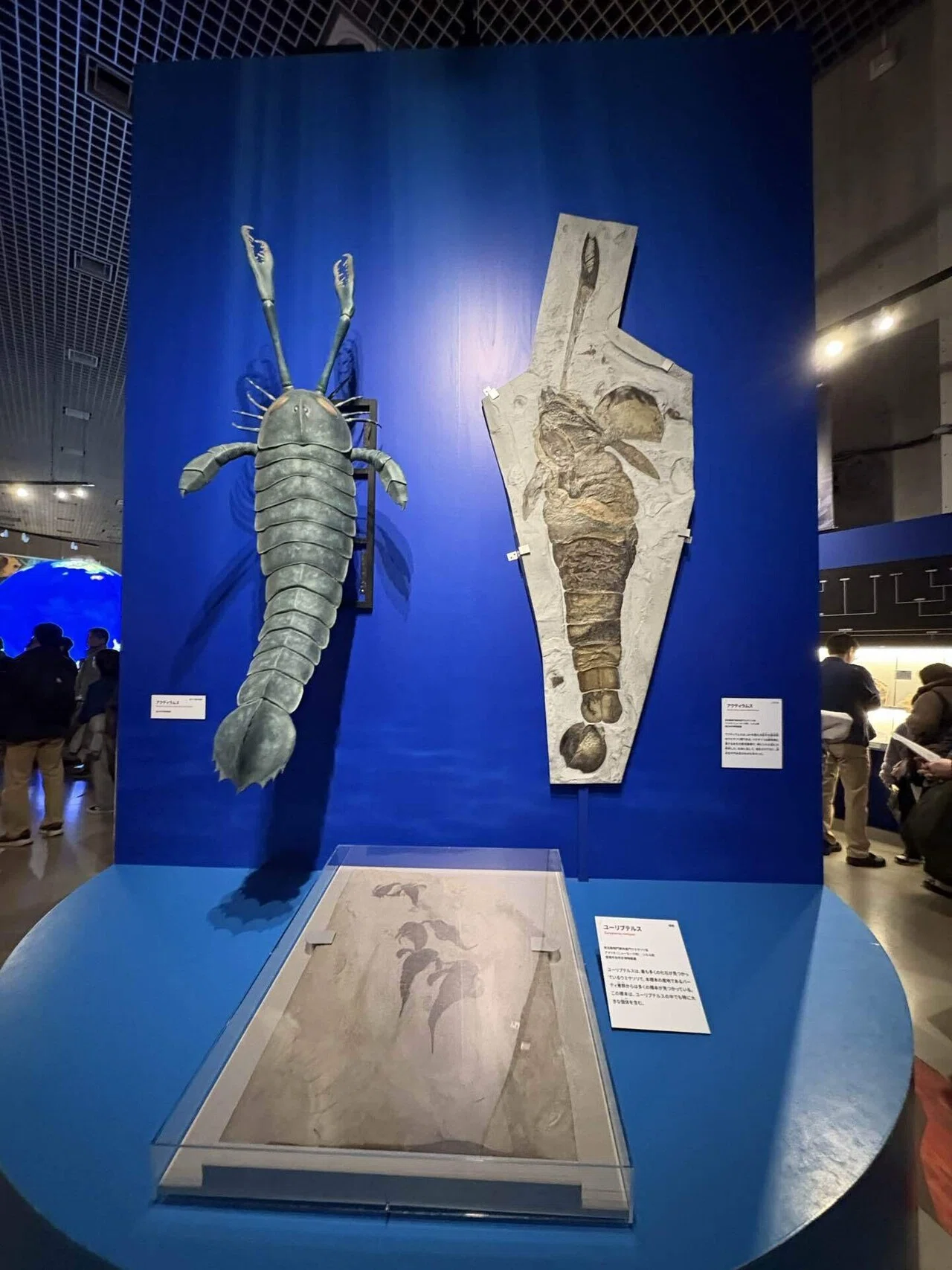それでも進化は続く。それでも生き物はいつか死ぬ。〜大絶滅展に行った