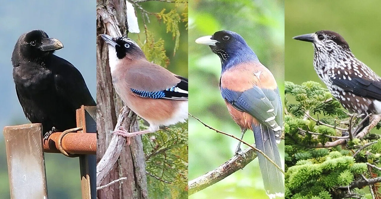 解説！鳥の鳴き声図鑑#031 ～日本のカラス類｜OM SYSTEM