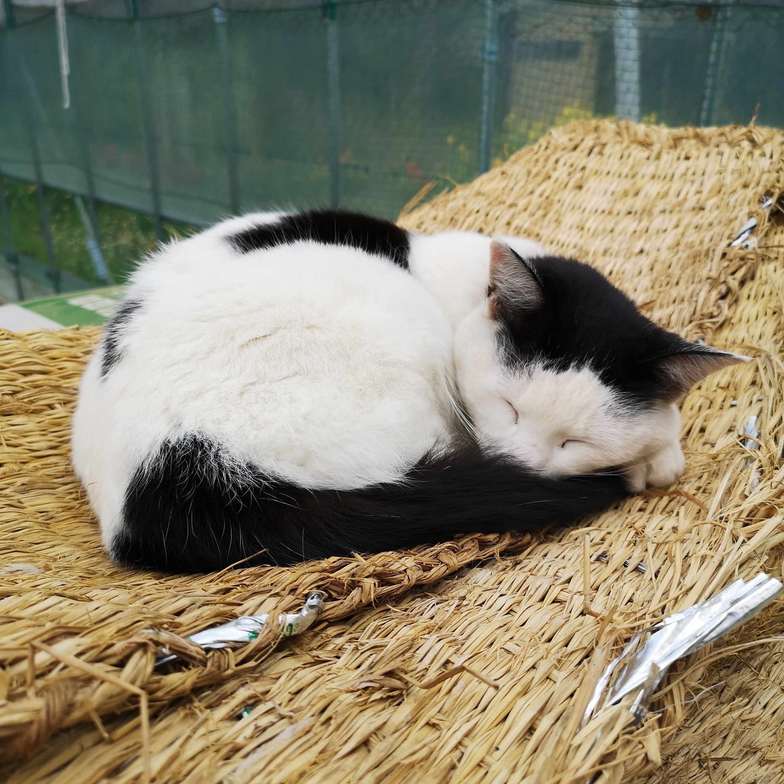 フィルムカッターガイドABLONを使ったバルナックライカのフィルム装填の仕方｜蛍の光