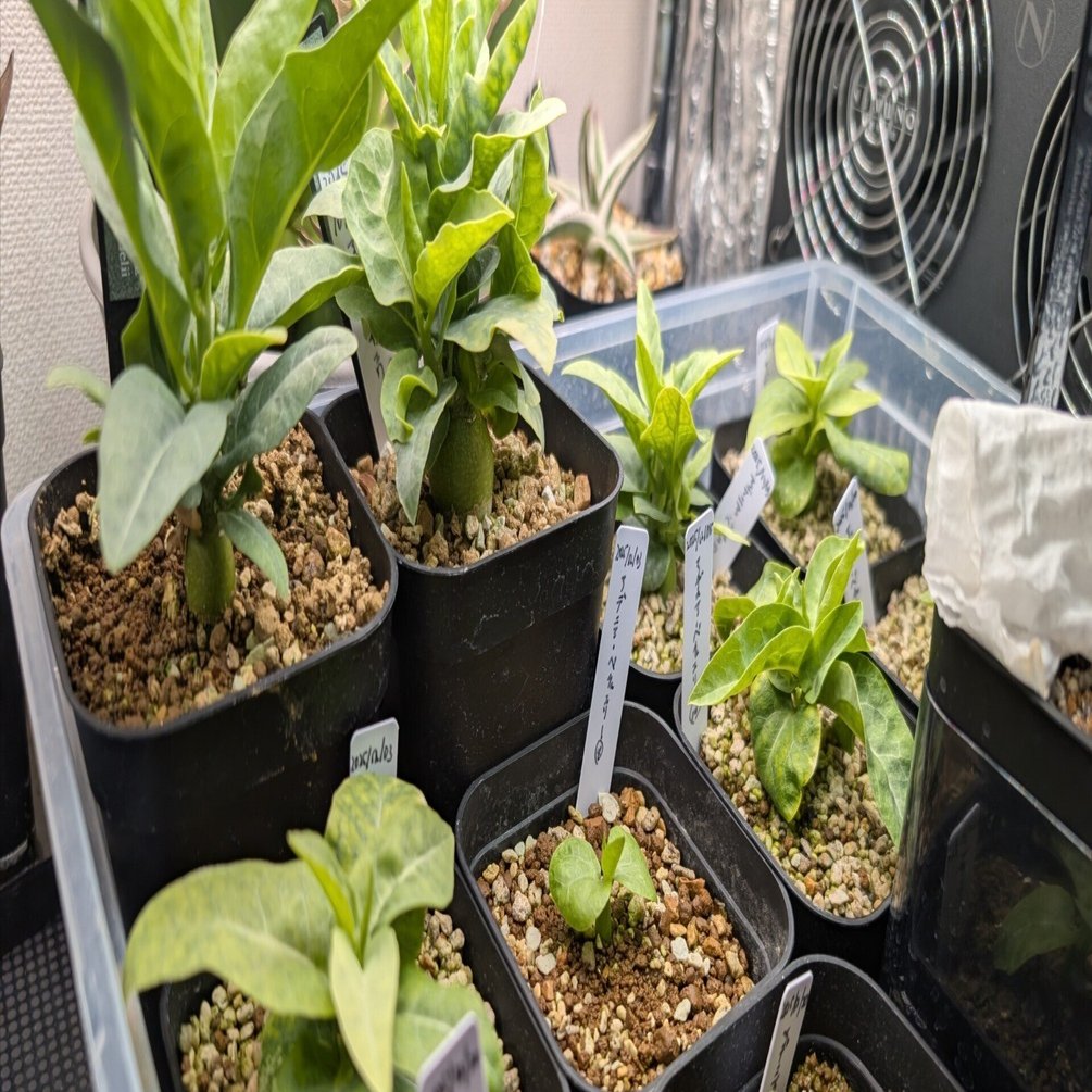 アデニア・ペチュエリーの実生方法詳細と発芽後の管理について｜つちのこ