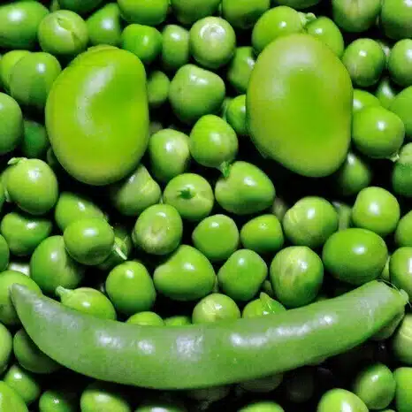 豆木 新