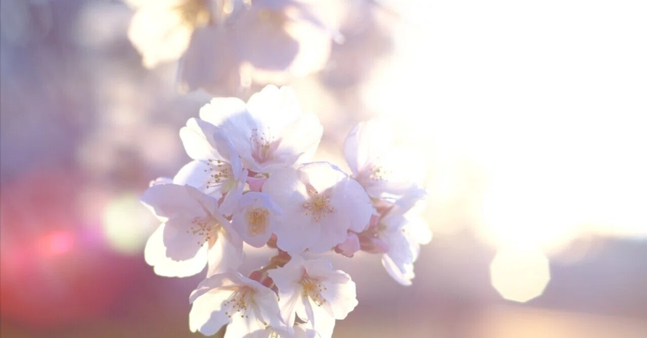 NOKTON classic 40mm F1.4 SC VM｜月曜休み。