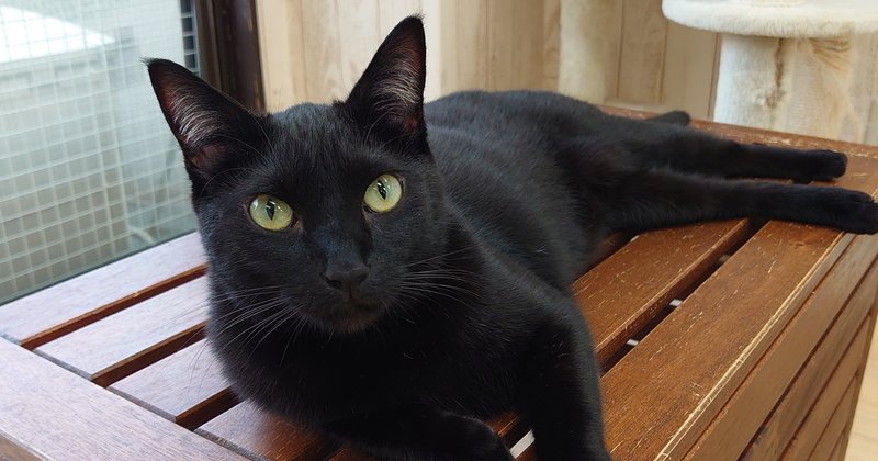 鎌倉店 おしゃべりな黒猫クロッコ おうちでにゃんくる 譲渡型猫カフェにゃんくる Note