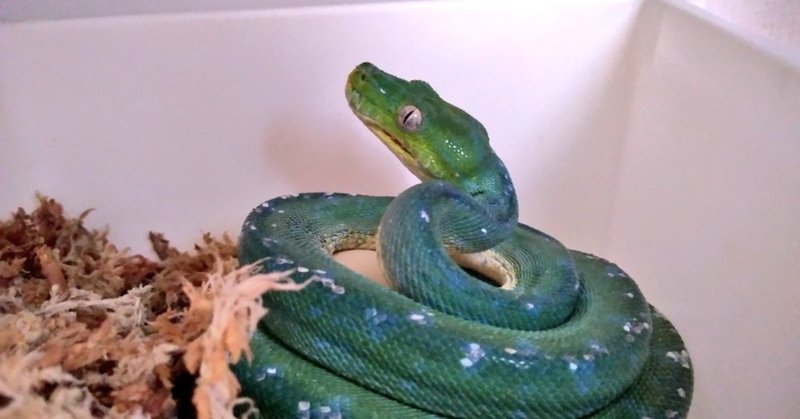 グリーンパイソンの繁殖 獣 Note