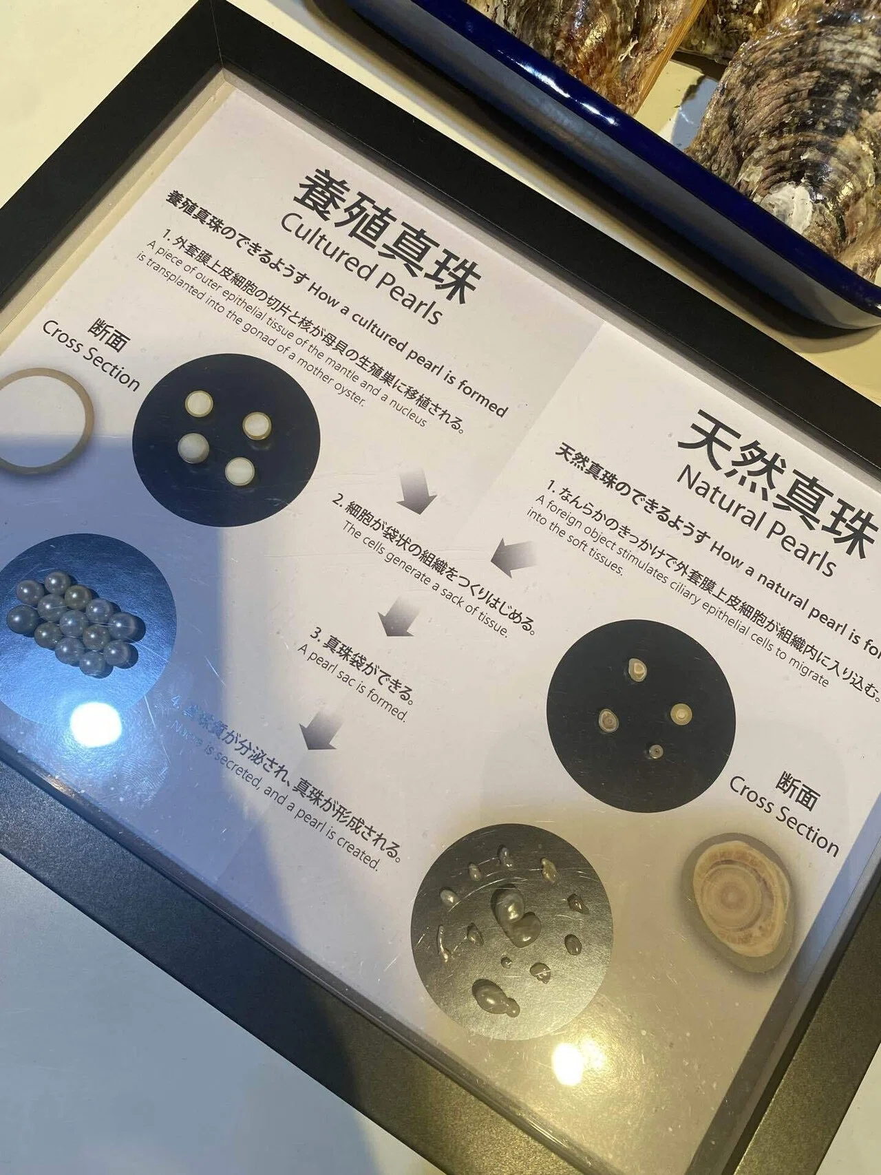 🦪三重の真珠島に行った日。MIKIMOTOの博物館で学び、海女の実演観覧