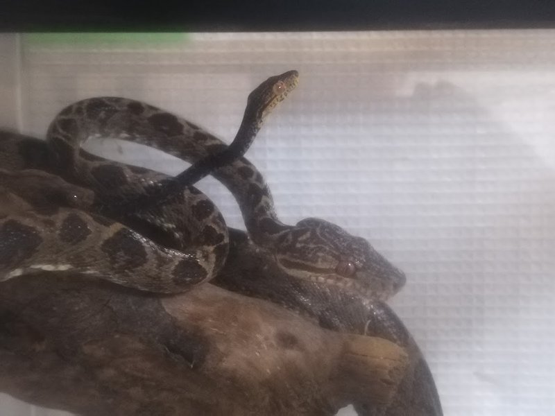 グリーンパイソンの繁殖 獣 Note グリーンパイソンの繁殖 獣 Note