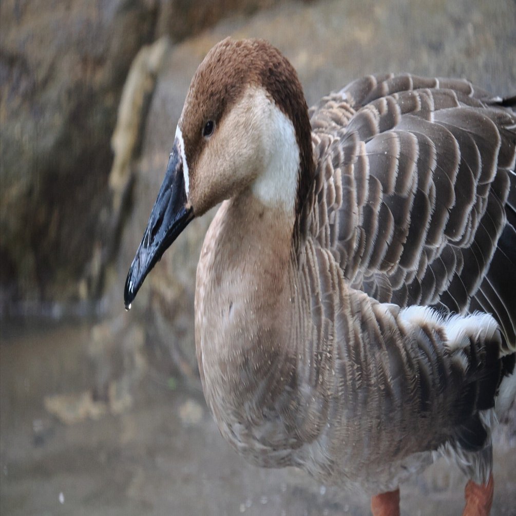 で、昨年出たマイクロフォーサーズの超望遠を使ってみてどう？ってお話