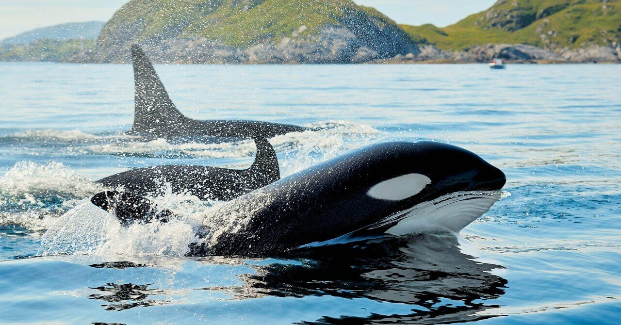 毎朝オルカ1月29日｜🍌オルカフルーツカフェ🍍orcafruitcafe