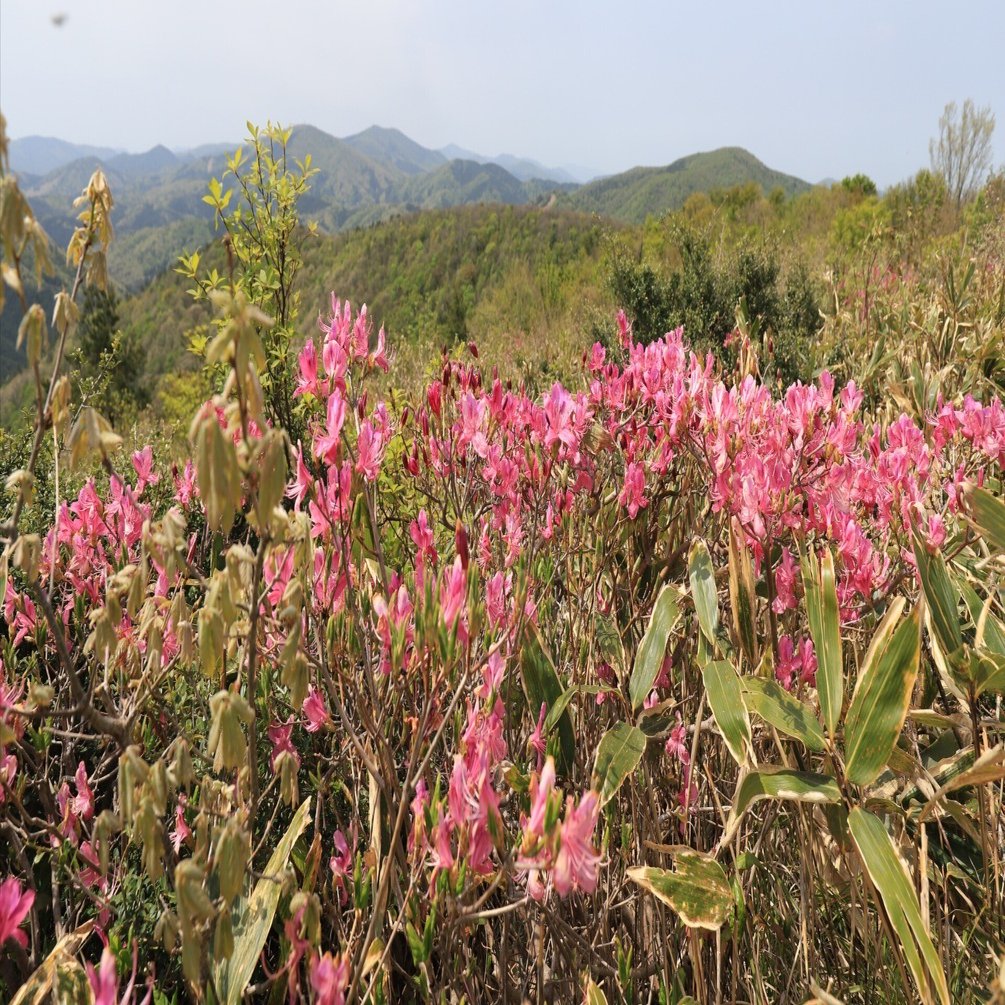 229．凛とした大潰山のダイセンミツバツツジ｜sasayan