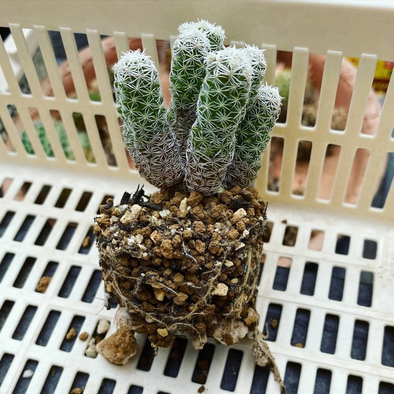 サボテンの植え替え ナナメ Note サボテンの植え替え ナナメ Note