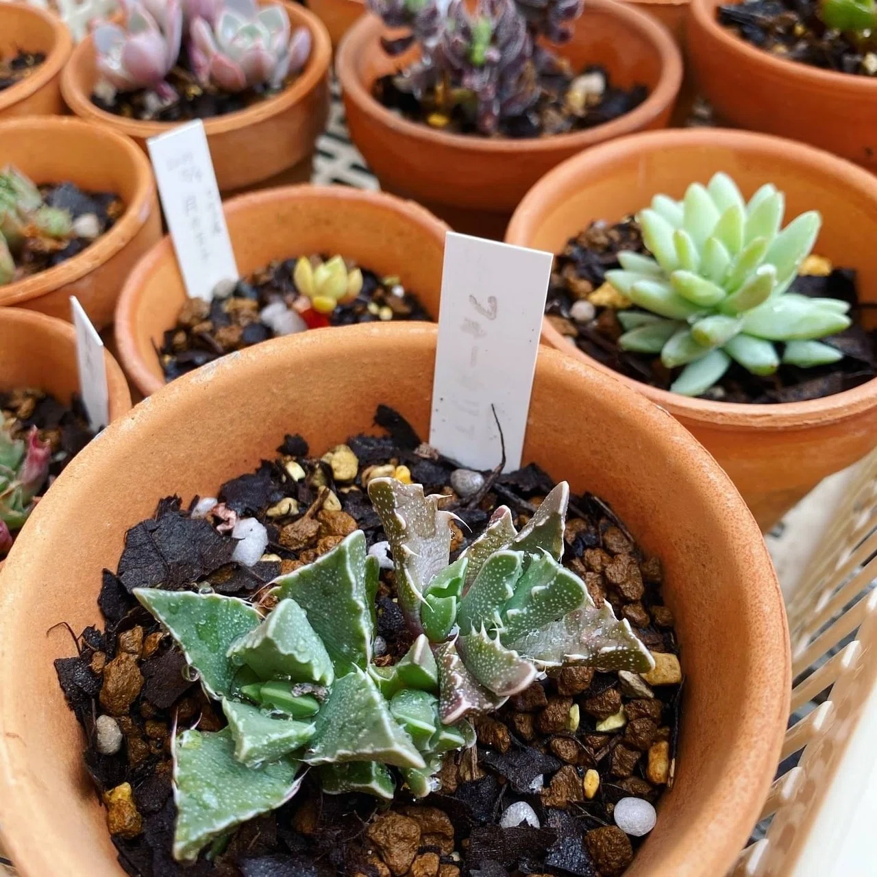 サボテンの植え替え ナナメ Note サボテンの植え替え ナナメ Note