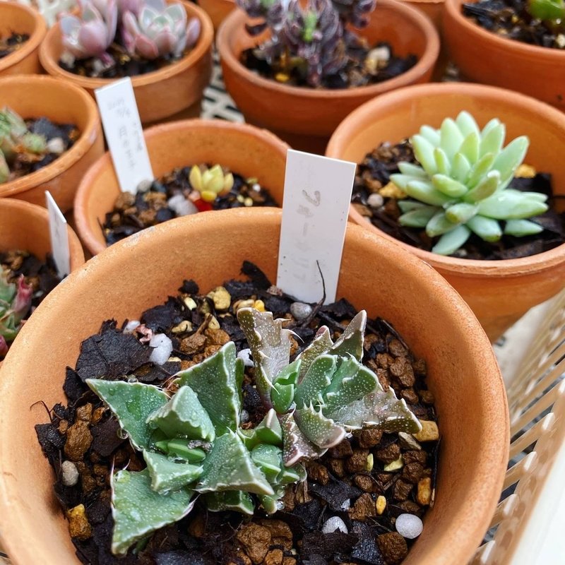 サボテンの植え替え ナナメ Note サボテンの植え替え ナナメ Note