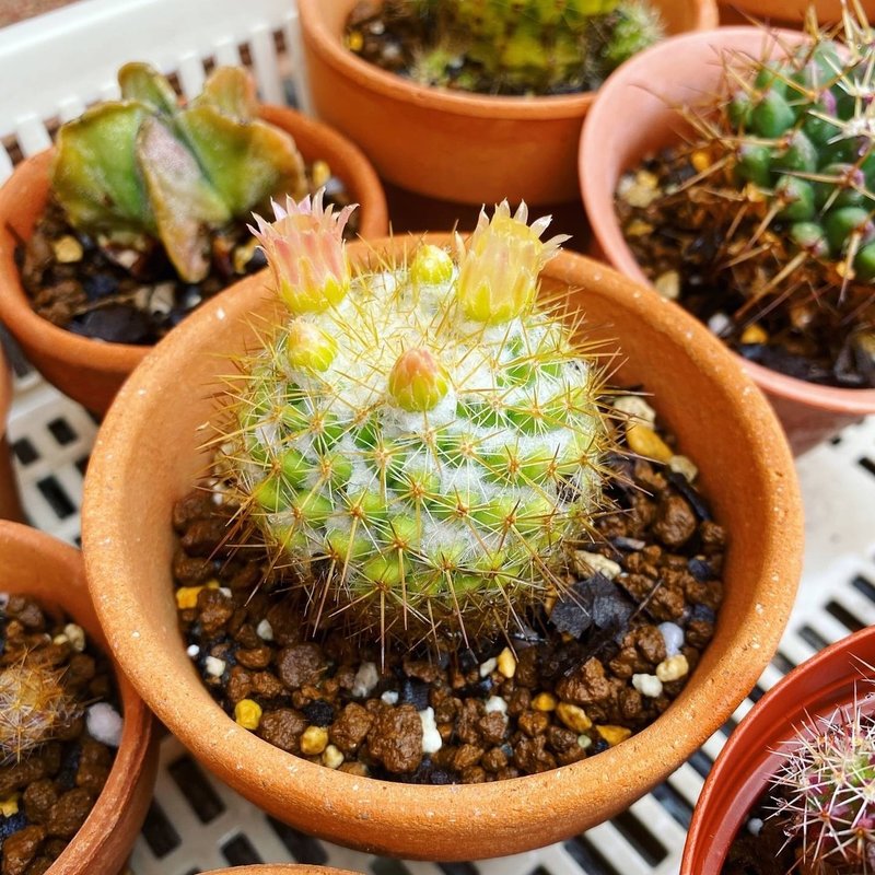 サボテンの植え替え ナナメ Note