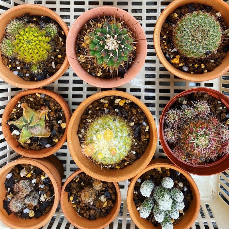 サボテンの植え替え ナナメ Note サボテンの植え替え ナナメ Note