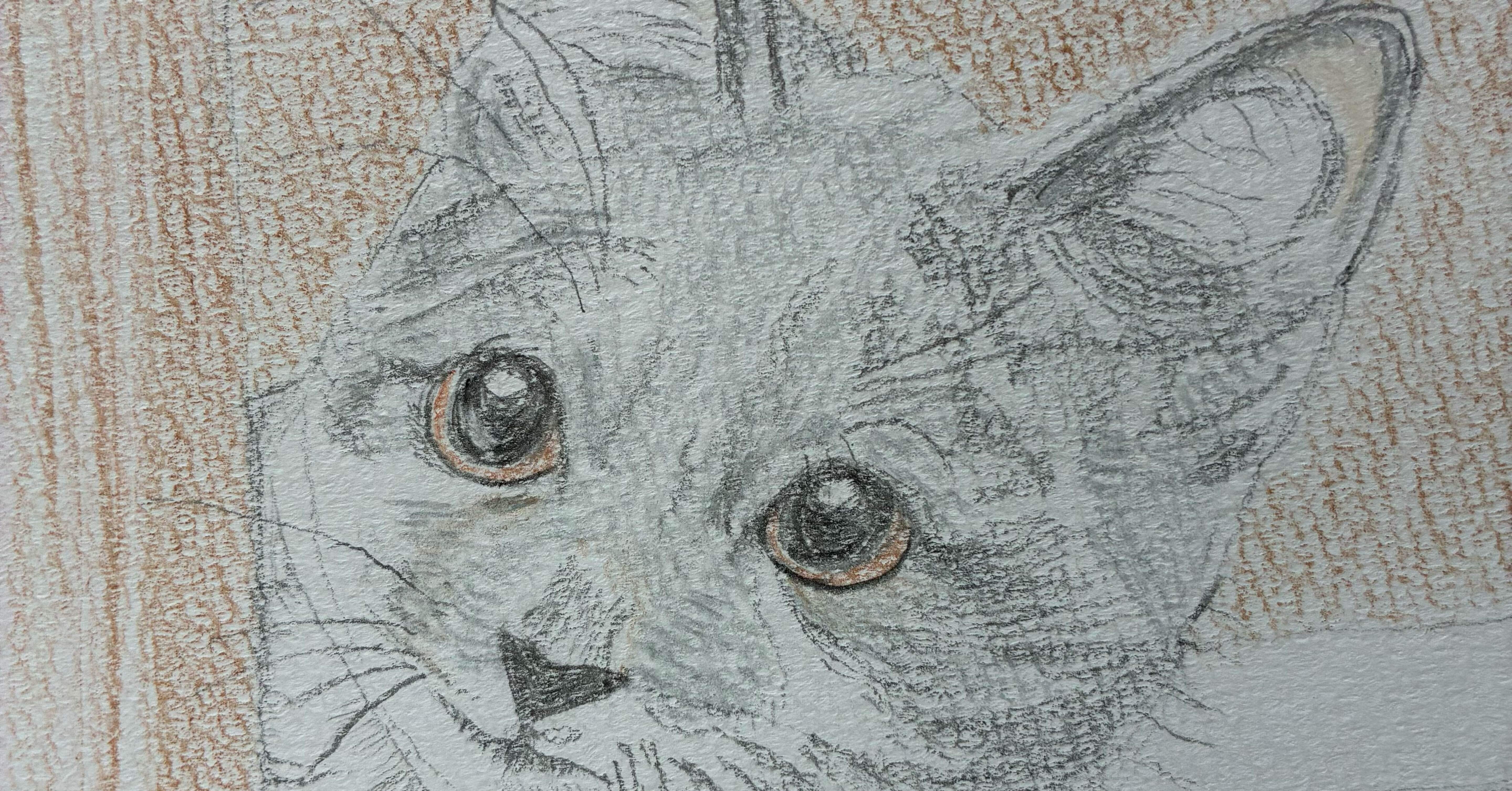 可愛い猫の色鉛筆画です。｜まる