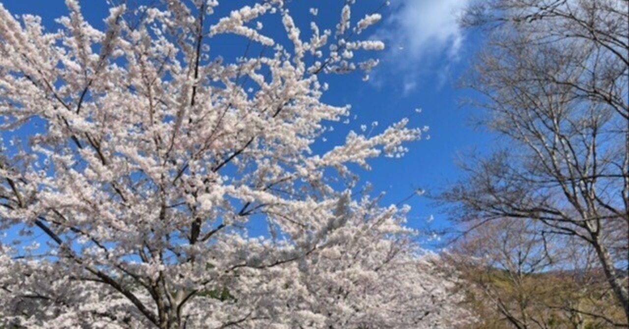 記録が追いつかないけど、桜はちゃんと覚えている｜さくけん
