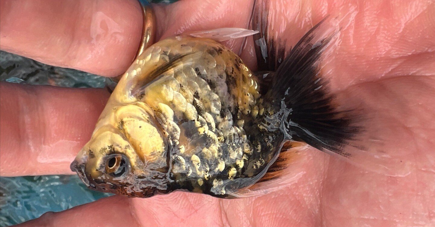 SAMURAI FARM 金魚解説図鑑 vol.2 【体色】｜SAMURAI FARM