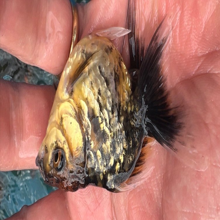 SAMURAI FARM 金魚解説図鑑 vol.2 【体色】｜SAMURAI FARM