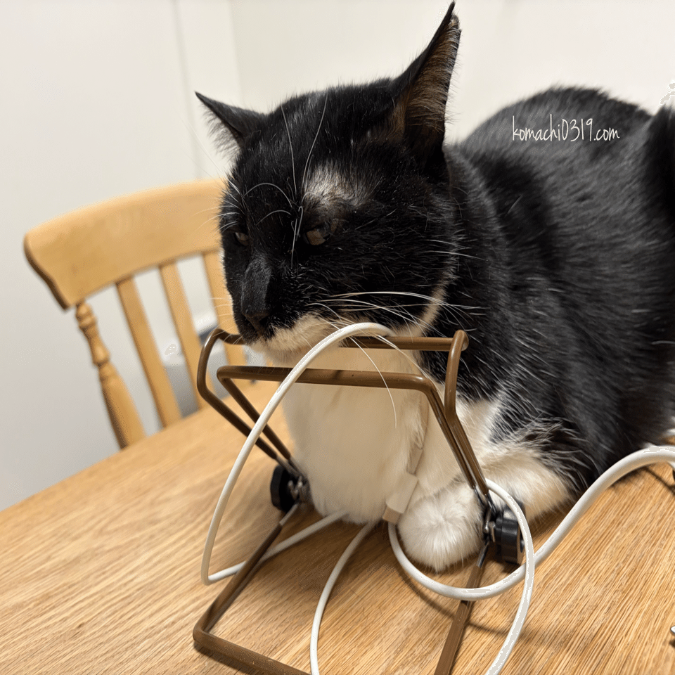 2026年1月24日 朝の猫達｜こまち