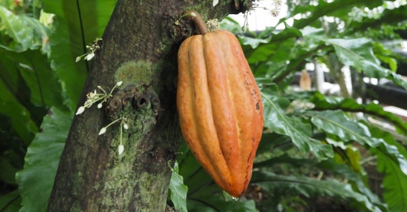 本日のスタッフのおすすめ