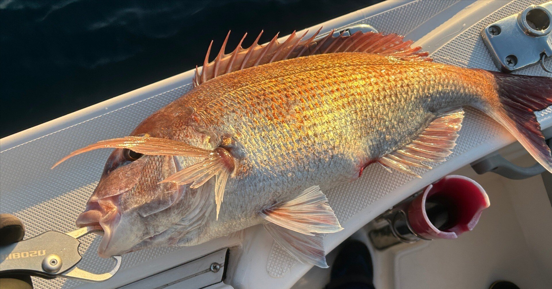 東京湾・浦賀沖でのボートフィッシング、真鯛・ホウボウ・アカトラギス