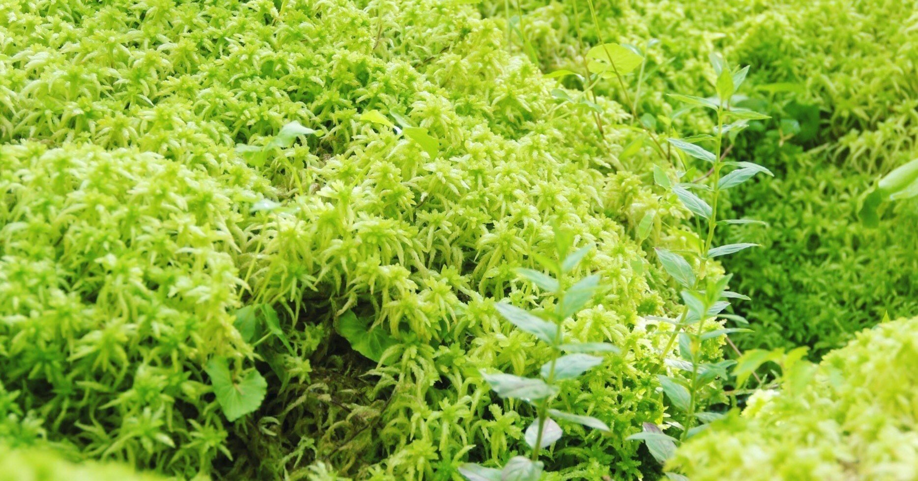 ミズゴケ湿原が徐々に緑に 苔むすび Note ミズゴケ湿原が徐々に緑に 苔むすび Note