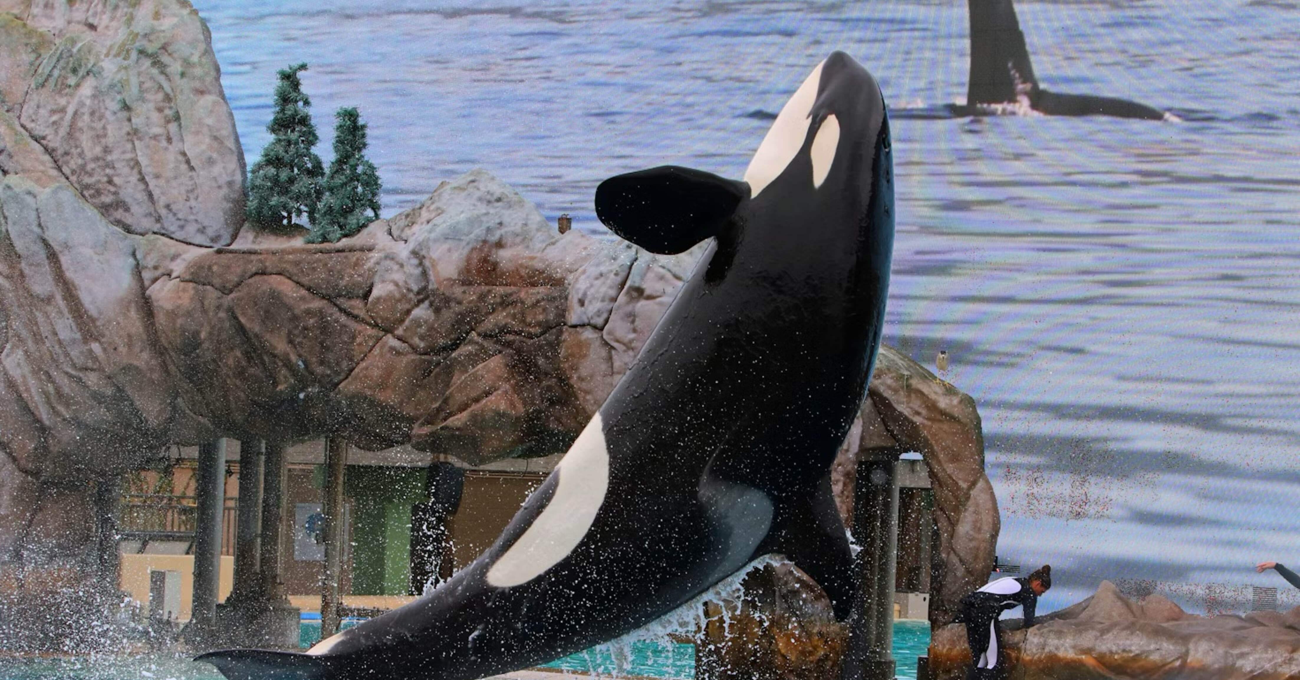 オルカのひる整え2月28日｜🍌オルカフルーツカフェ🍍orcafruitcafe