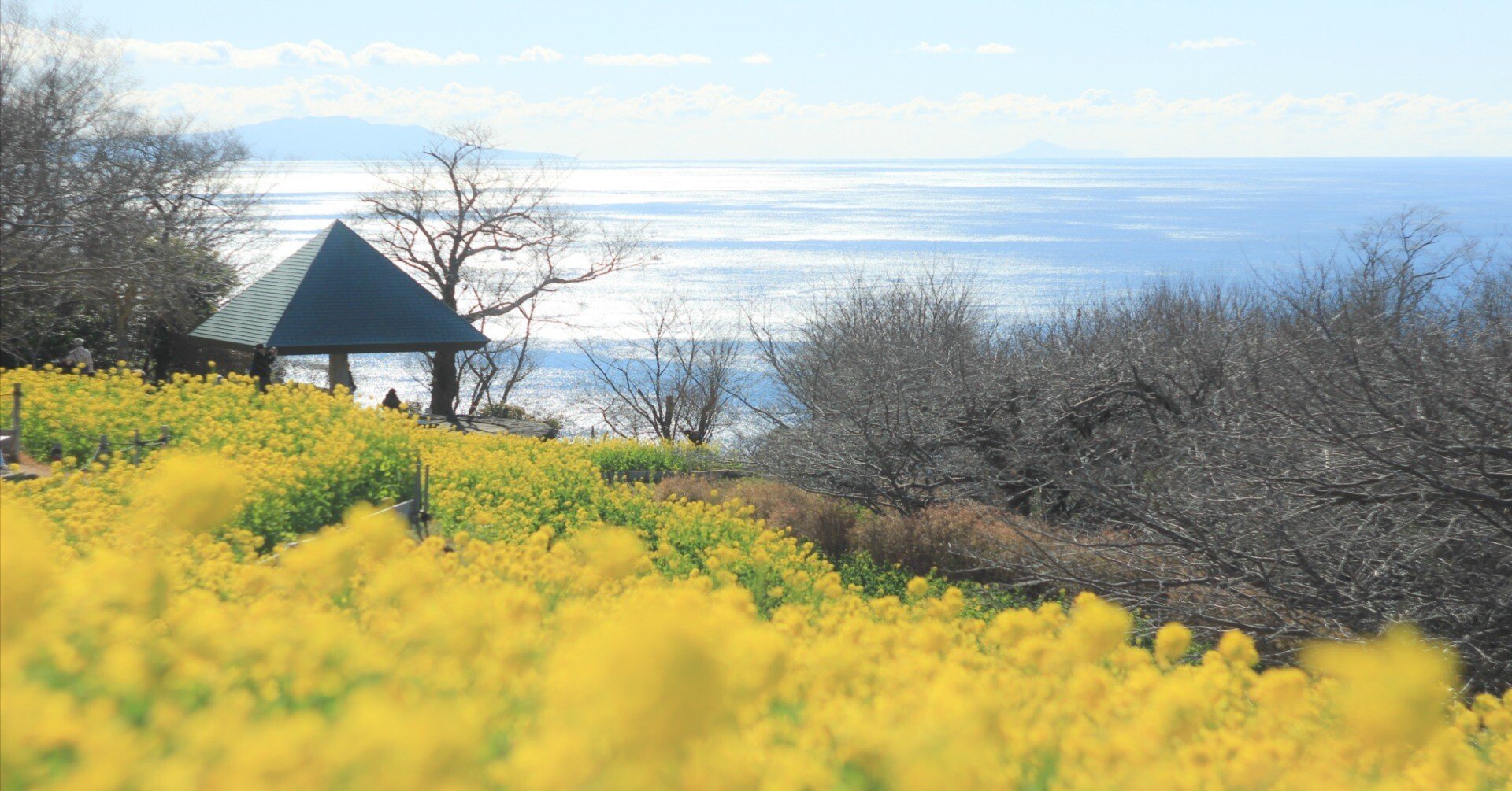 一足早く、特別な春に出会う〜【吾妻山公園】菜の花（2026.1.23）｜こころ