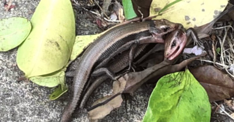 トカゲの交尾について 無知から始まる新たな調べ Motoharu イラストレタ Note