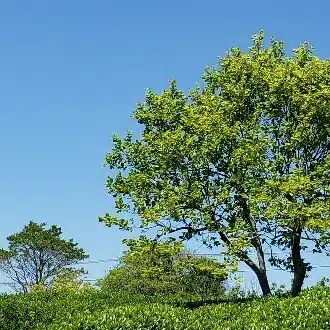 はな