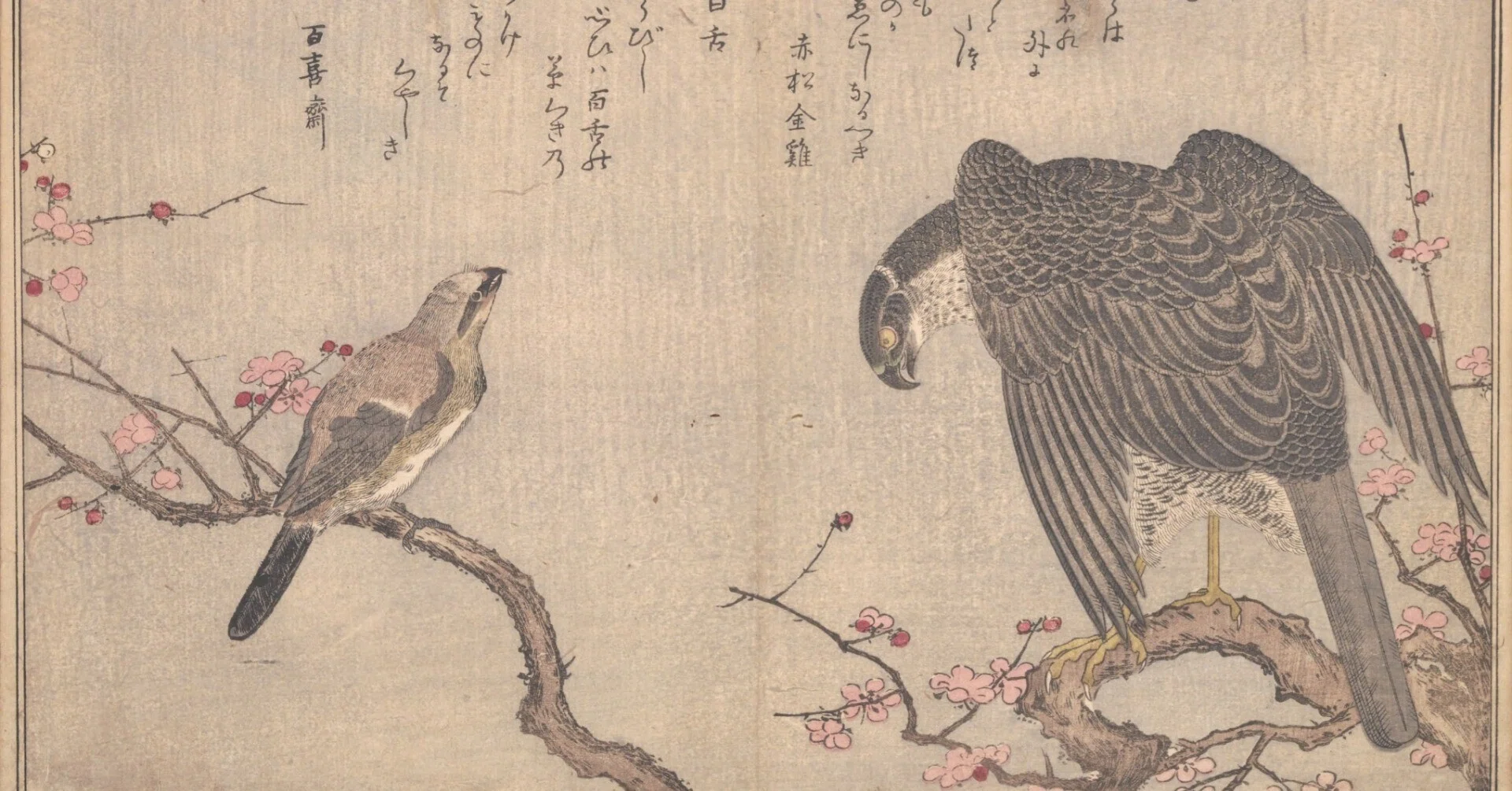 蔦屋重三郎×喜多川歌麿】絵本百千鳥（1）鷹×百舌・燕×雉子・鶉×雲雀